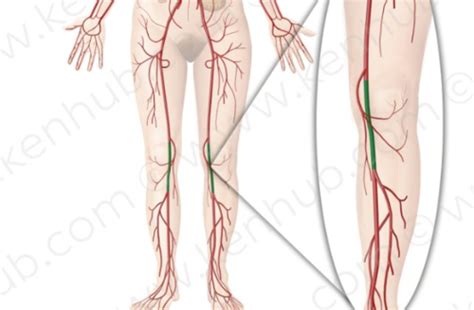 Kaarten Anatomie Bloedvaten Quizlet