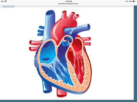 Correctly Label The Following Internal Anatomy Of The Heart