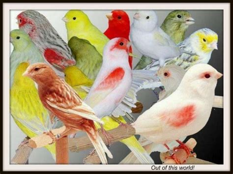 Canary Birds For Sale | Dallas, TX #139363 | Petzlover