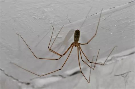 Sex Crazed Spiders Are Invading Your Home But These 5 Simple Diy Tricks Will Keep Them Out