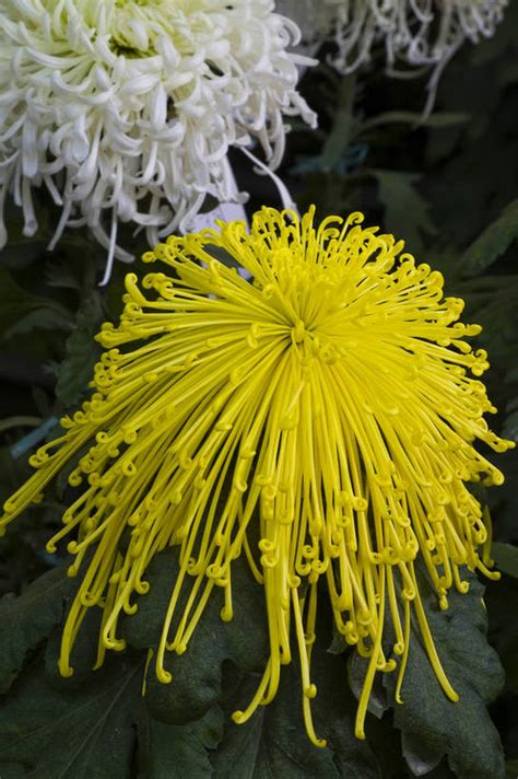 无人竖图彩色室外特写白天植物美丽花花朵花卉自然菊花竖摄影bj174