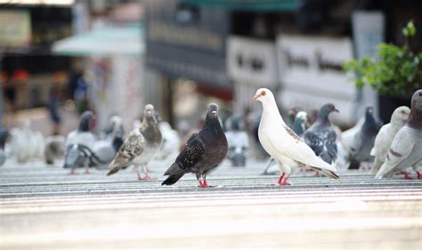 The Dual Significance Of Hong Kongs New Pigeon Feeding Ban — Hong Kong