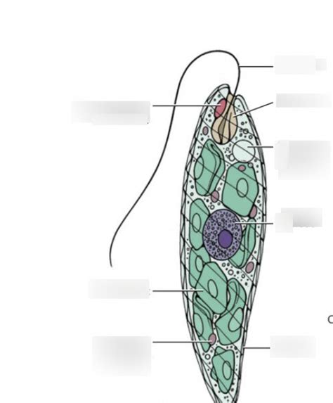 euglena Diagram | Quizlet