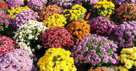 Pourquoi offre t on des chrysanthèmes pour la Toussaint Marie Claire