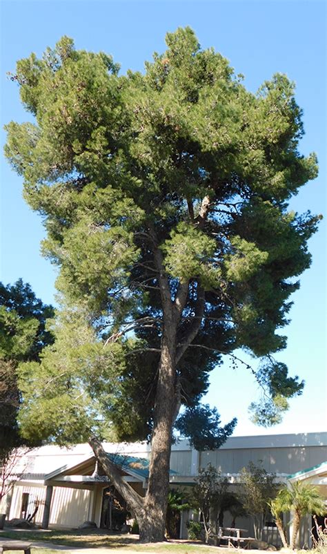 Aleppo pine (Pinus halepensis) | California State University Stanislaus