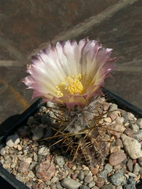 Austrocactus longicarpus MR 10 nasion Gorzów Wielkopolski Kup