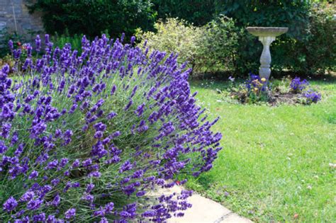 Lavendel überwintern So gelingt es im Beet Topf