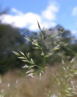 Agrostis stolonifera Profile – California Invasive Plant Council