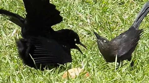 La Danza De Apareamiento En Las Aves Comportamientos Fascinantes