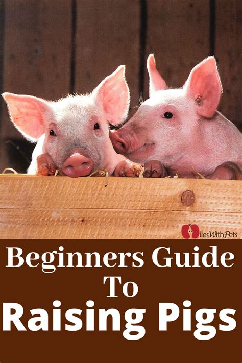 A Brief Guide To Raise Pigs For Beginners