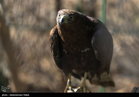 Birds of Prey Fly Back into The Wild after Rehabilitation in Iran ...