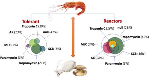 Mollusk Allergy In Shrimp Allergic Patients Still A Complex Diagnosis