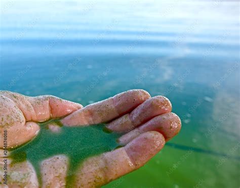 Human Hand Polluted With Blue Green Algae Water Pollution By Blooming