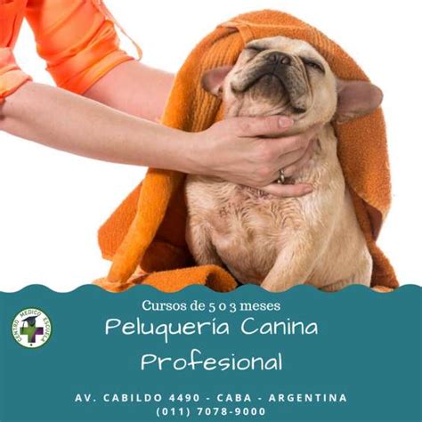 Cursos De Peluqueria Canina Profesional En Capital Federal Cursos