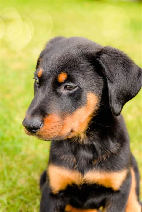 Beauceron Z Chter Mit Welpen In Der N He Favoritenliste Hunde De