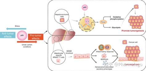 浅析p53蛋白与癌症的关系 知乎