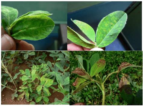 1symptoms Of Bud Necrosis Affected Groundnut Leaves Download Scientific Diagram