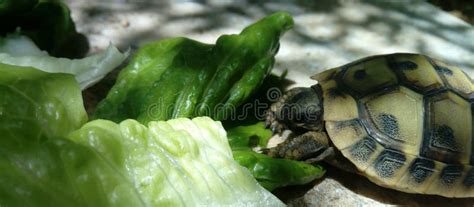 Hojas De Lechuga Comiendo Tortuga Con Una Sombra De Hojas En El Suelo