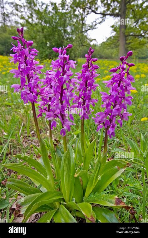 Early Purple Orchid Orchis Mascula Five Flowering Early Purple