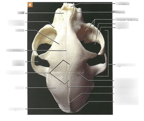 Cat Skull Dorsal Diagram Diagram Quizlet