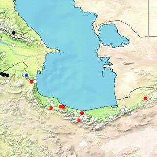 Bayesian Phylogeny Of Leptidea Coi Barcodes Node Support Values