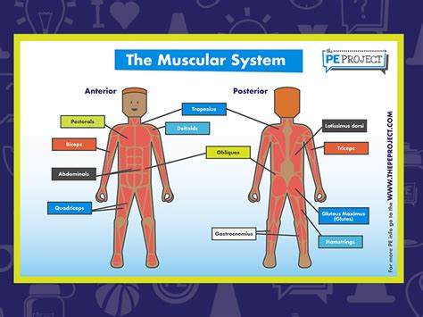 Muscular System Poster 24 X 36 Laminated Quick Reference Guide Nbkomputer