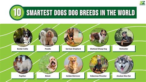 Top 10 Worlds Smartest Dog Breeds Incredible Fact Pictures A Z