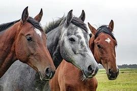horse colorful painted  image  pixabay