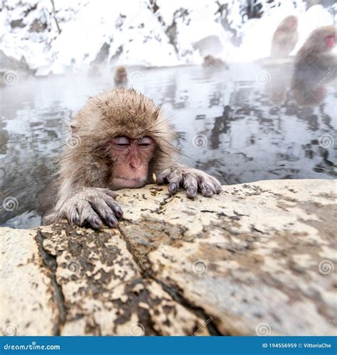 Cute Japanese Monkey Sleeping In A Hot Spring Japan Nagano Prefecture Stock Image Image Of