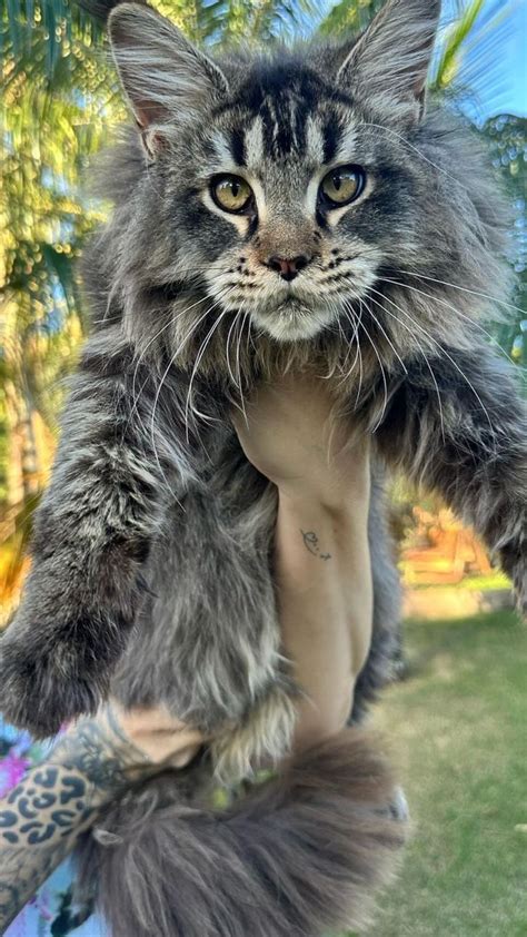 Gato Brasileiro Pode Se Tornar O Maior Do Mundo