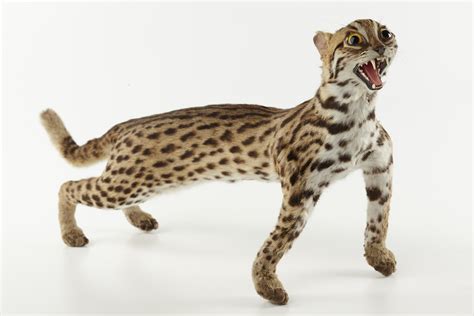 Leopard Cat