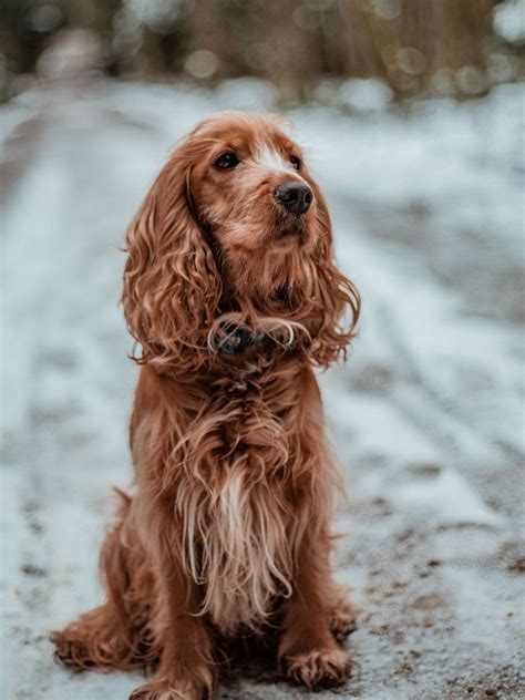 Do Cocker Spaniels Shed Understanding Cocker Spaniel Dog Coat Type