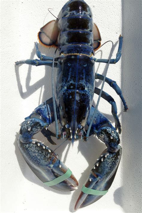 Blue Lobster: Lobstermans Daughter Catches Rare blue lobster - dBTechno