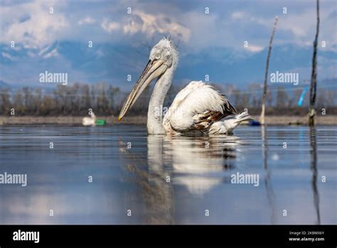 Pelicans Birds As Seen Floating In The Water In Kerkini Lake In Serres