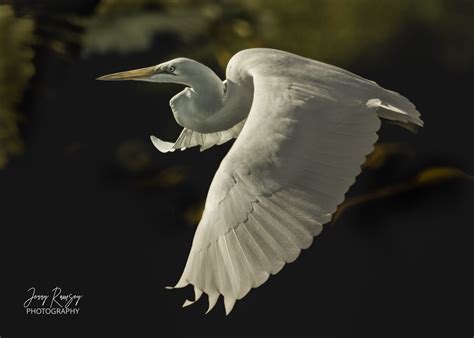 Great Egret IMG 4372 Jerry Ramsey Flickr