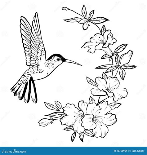 Hummingbird Flying Drawing