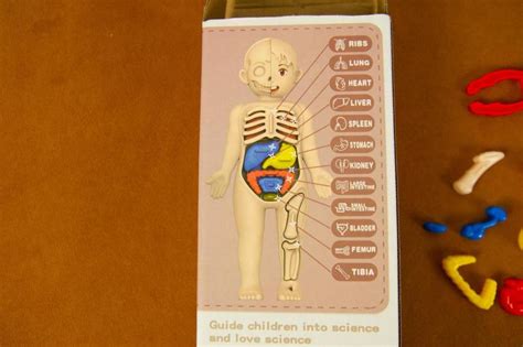 Анатомия, модель органов человека, играшка, для детей, анатомия: цена ...