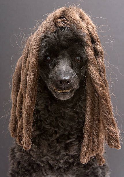 70 Poodle With Dreads Stock Photos Pictures And Royalty Free Images