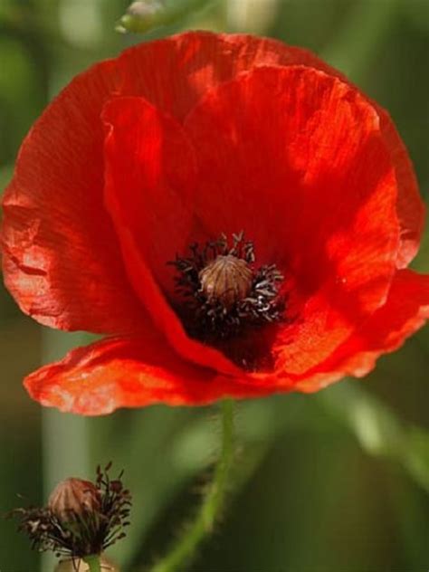 Common Poppy Seeds Papaver Rhoeas Buy Online Landlife Wildflower