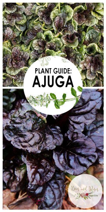 Plant Guide: Ajuga — Bees and Roses. Gardening tips and hacks.