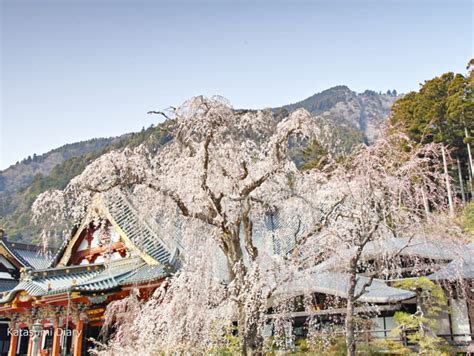 身延山久遠寺のしだれ桜 樹齢400年を超える名木も 2023年見頃時期と開花状況、交通規制・アクセスと駐車場 山梨県身延町 カタスミ日記