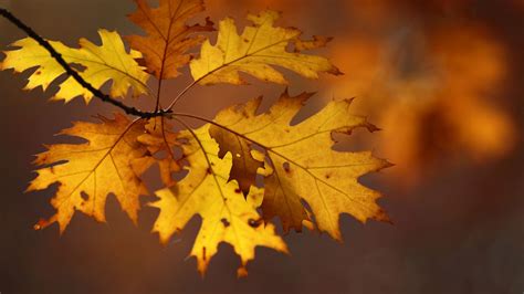 Wallpaper Sunlight Leaves Nature Macro Branch Yellow Autumn