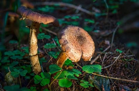 Armillaria Ostoyae Ciemny Grzyb Miodowy Pospolity W Kolorowym Jesiennym