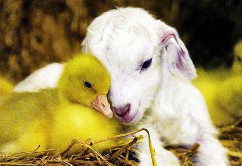 'Baby Farm Animals' Program at Greenwich Point | Greenwich Sentinel