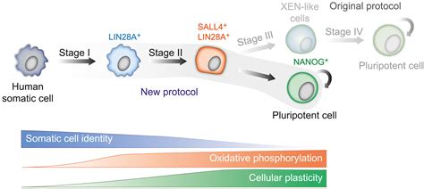 Chemical Reprogramming Takes The Fast Lane Cell Stem Cell