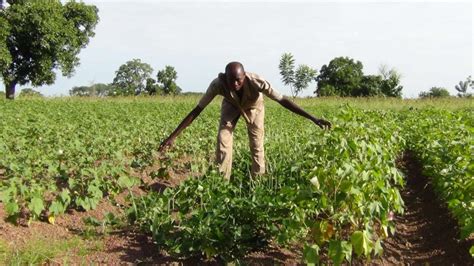 With Approval To Plant Gmo Insect Resistant Bt Cowpea Nigerian Farmer