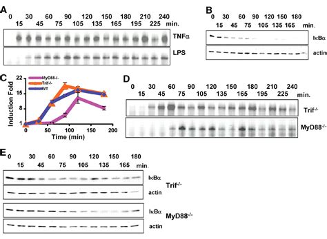 Achieving Stability of Lipopolysaccharide Induced NF κB Activation