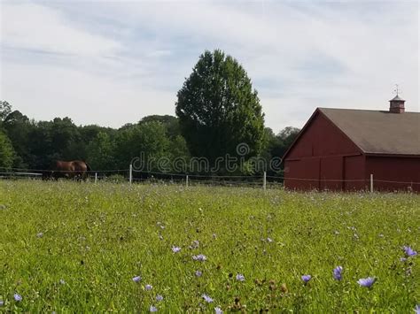 Wildflowers on a farm stock photo. Image of wild, flowers - 100789002