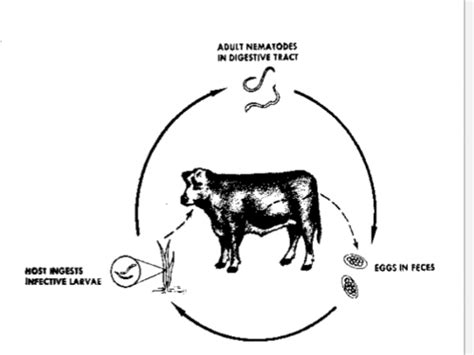 Lecture 11 12 Gastrointestinal Nematode Parasites Of Cattle Sheep