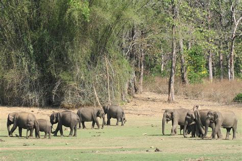 Kabini River Lodge